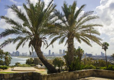 Palm and Tel-Aviv view from the old Jaffa