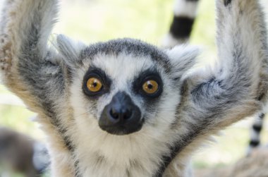 Close-up portrait of lemur catta clipart