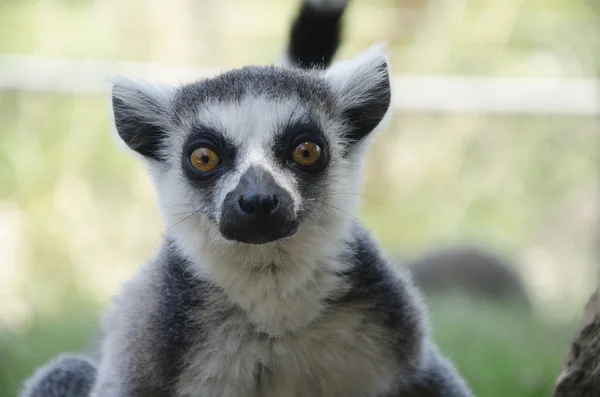 Retrato de cerca de lemur catta — Foto de Stock