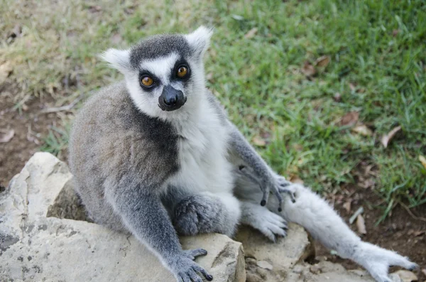 Retrato de lemur catta — Foto de Stock