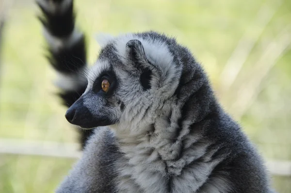 Retrato de cerca de lemur catta — Foto de Stock