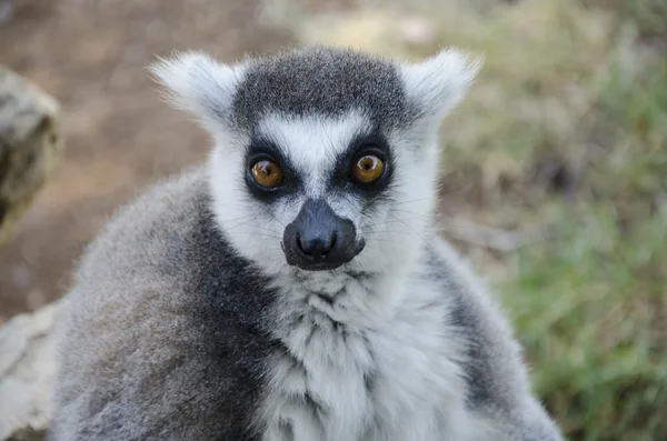 Close-up portrait of lemur catta Stock Image