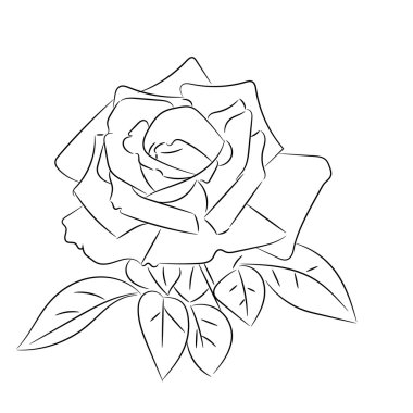 siyah ve beyaz gül çizimler