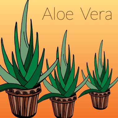 Aloe vektör çizim