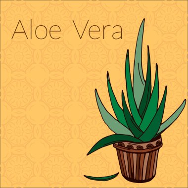 Aloe vektör çizim