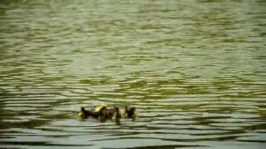 Gölde yüzmeye ördek yavrusu