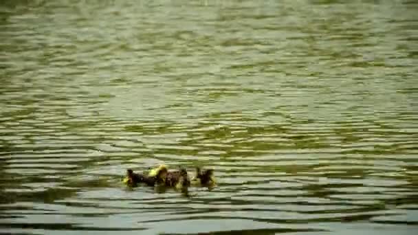 Canetons Natation dans le lac 
