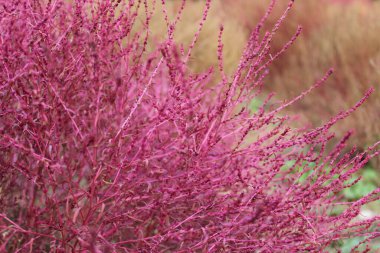 Sonbaharda ünlü Koreli pembe çimenler.