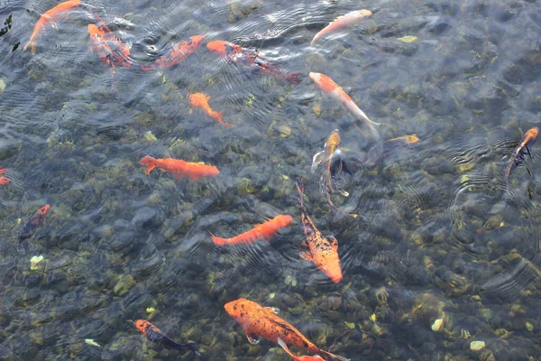 Carpas Koi Coloridas Água — Fotografia de Stock