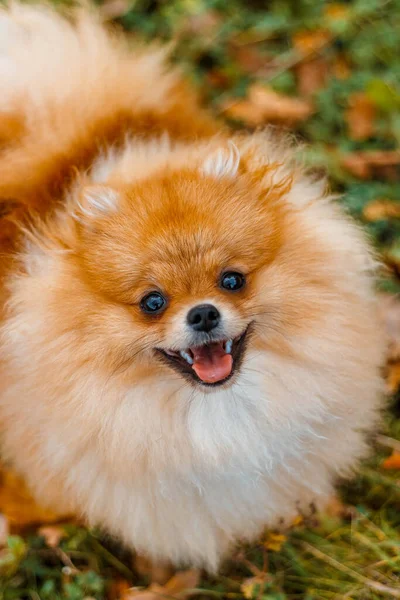 Spitz Cão Sorrindo Para Câmera Olhando Para Cima — Fotografia de Stock