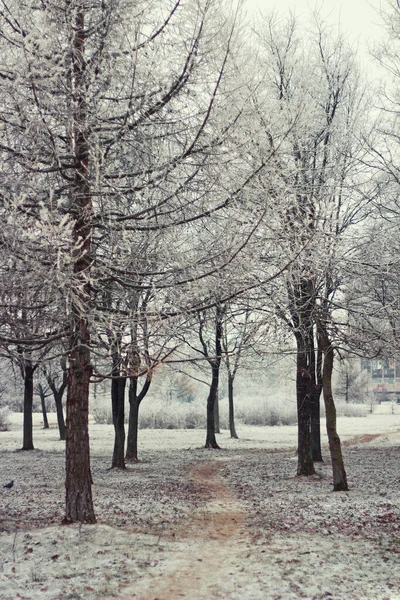 冬の公園の霜の木 — ストック写真