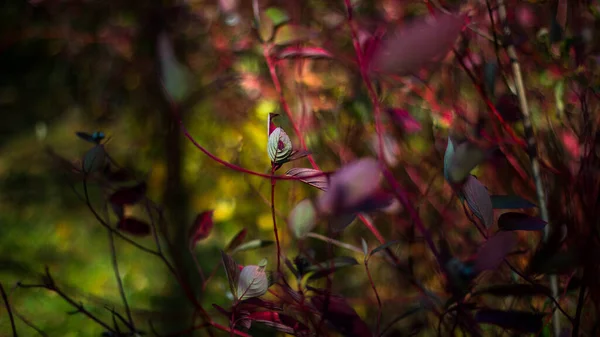 Feuillage Rouge Dans Forêt — Photo