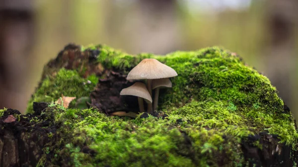 Een Familie Van Paddenstoelen Die Groeien Een Hennep — Stockfoto