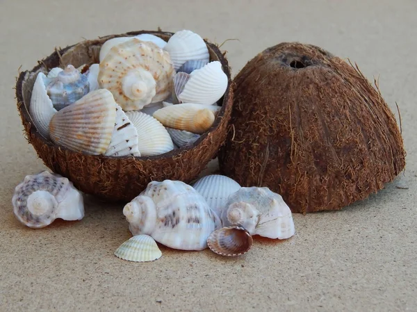 Karadeniz deniz kabuklarından Hindistan cevizli arka plan.