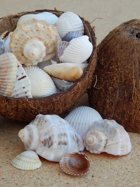 Karadeniz deniz kabuklarından Hindistan cevizli arka plan.