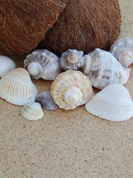 Karadeniz deniz kabuklarından Hindistan cevizli arka plan.