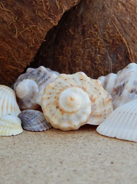 Karadeniz 'deki deniz kabuklarından toplanan Hindistan cevizli arka plan.