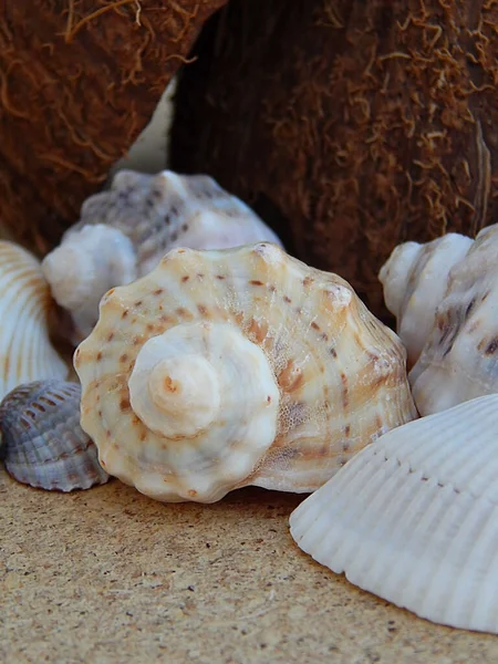 Karadeniz 'deki deniz kabuklarından toplanan Hindistan cevizli arka plan.