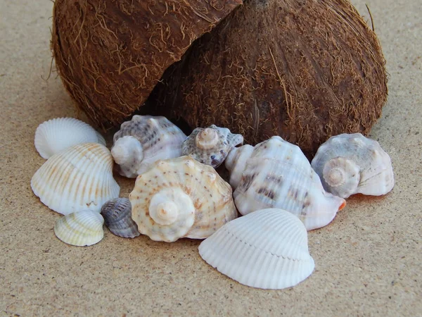 Karadeniz 'deki deniz kabuklarından toplanan Hindistan cevizli arka plan.