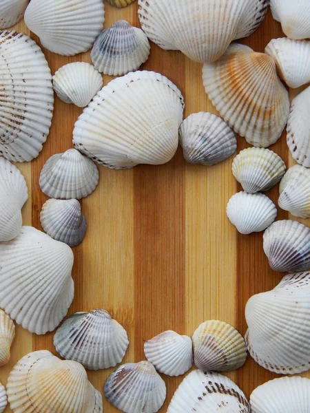 Karadeniz 'den toplanan deniz kabuklarından elde edilen arka plan.