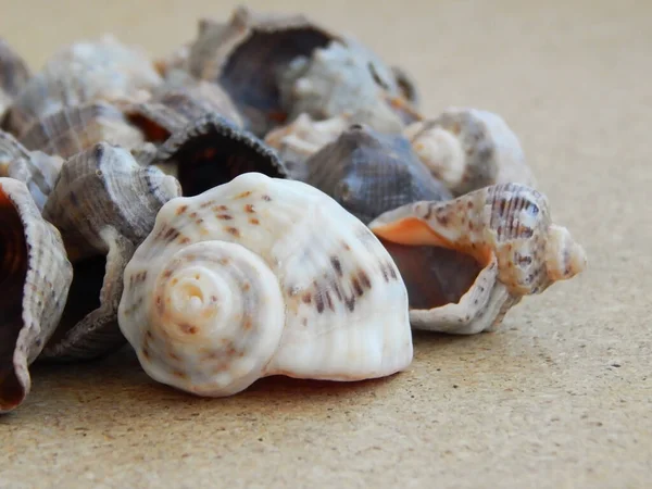 Karadeniz 'den toplanan deniz kabuklarından elde edilen arka plan.
