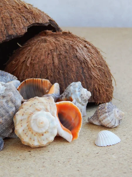 Karadeniz 'deki deniz kabuklarından toplanan Hindistan cevizli arka plan.