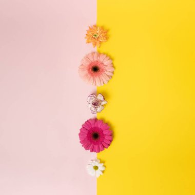 Pembe ve sarı arka planda çeşitli renkli bahar çiçekleri. Minimum konsept. Düz yatıyordu.
