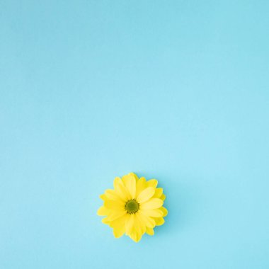 Mavi pastel arka planda sarı kasımpatı papatya çiçeği. Düz yatıyordu. Boşluğu kopyala.