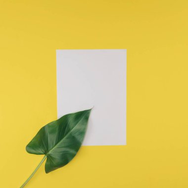 Beyaz kağıt üzerinde yeşil yaprak. Sarı arka plan. Asgari.