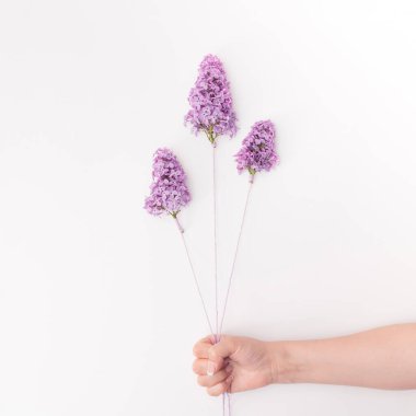 Güzel bir kadın eli mor bir ipe bağlanmış bir leylak tutar..