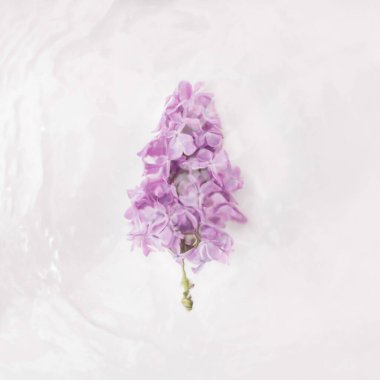 Dalgalı suda mor leylak. Boşluğu kopyala.