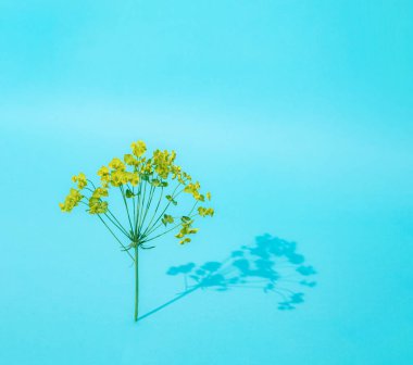 Mavi arka planda duran küçük sarı tecavüz çiçeği.