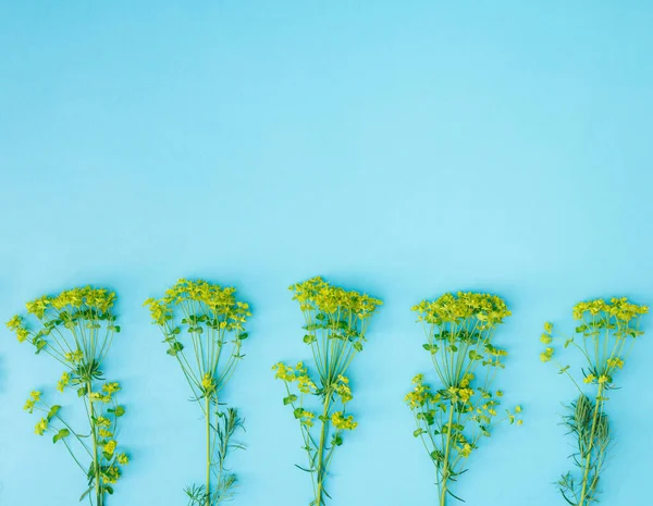 Piccolo Fiore Colza Giallo Sfondo Blu — Foto Stock