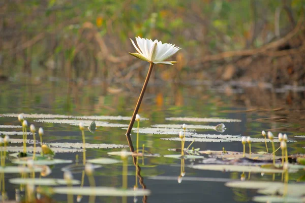 Передній Знімок Нахиленої Біло Рожевої Квітки Лотоса Листя Плаває Ставку — стокове фото