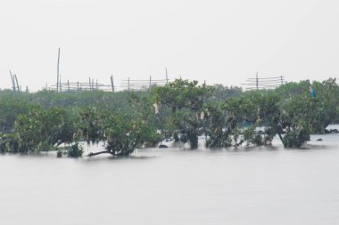 kayaları ve yüzen yeşil mangrovları olan ipeksi deniz suyu.