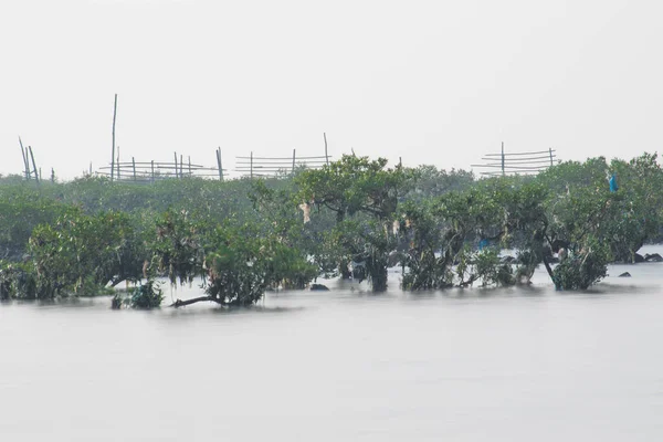 Sooth Silky Sea Water Boulders Green Mangroves Plants Floating — Stock Photo, Image