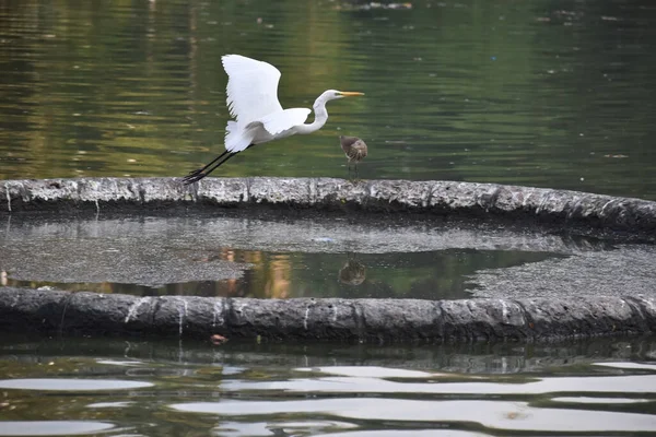 white crane bird flying with orange beak and long neck in forest .