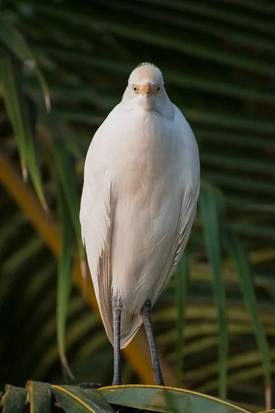 Белые Журавль Цапли Птицы Стоящие Дереве — стоковое фото