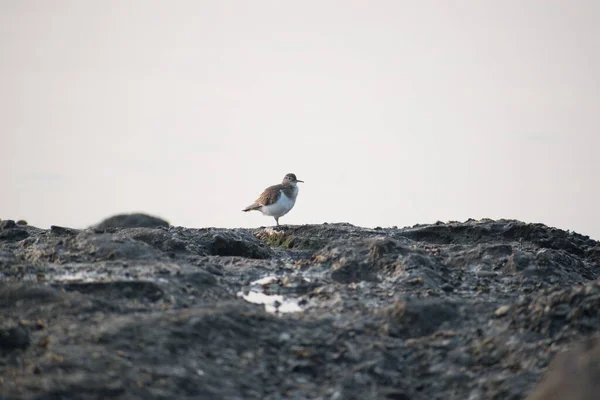 Sandpiper Sentado Uma Rocha Marinha Com Mar Horizonte — Fotografia de Stock