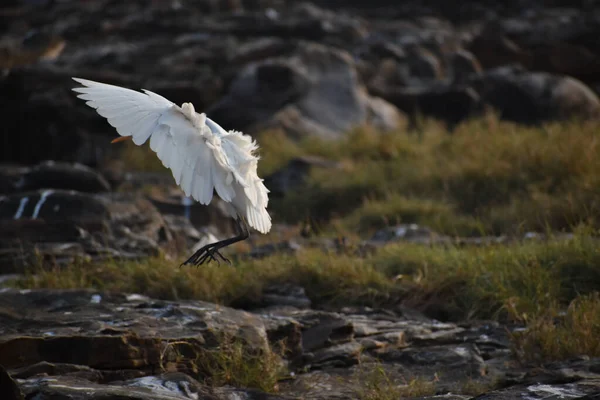 Pluma Alas Gran Pájaro Blanco Garza — Foto de Stock