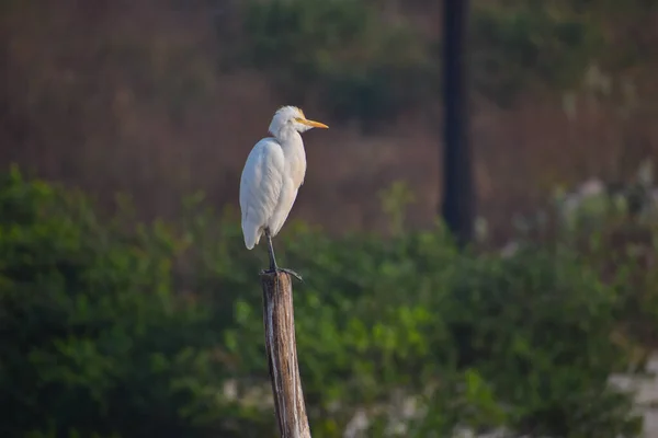 Oiseau Blanc Avec Bec Orange Debout Prenant Bain Soleil — Photo