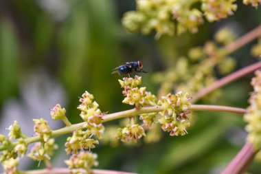 Yaprak dalında oturan sinekler kollarını ovuşturuyor.