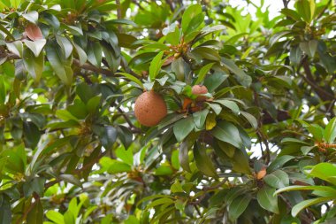Sapodilla olarak da bilinen Chiku ağacı. Ağaç dalında Chikus.