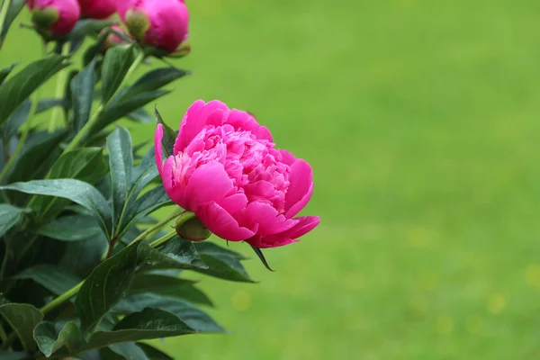 Bush pembe peonies Bahçe