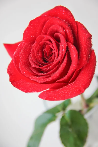 Rosa roja de mañana . — Foto de Stock