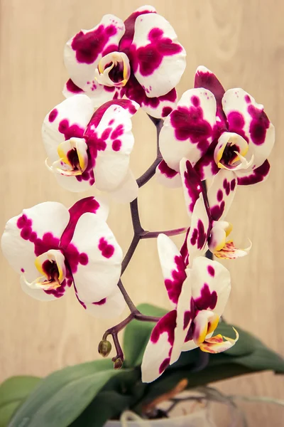 Takje gevlekte orchidee — Stockfoto