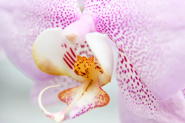 Orchid close-up — Stockfoto