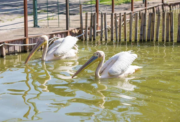 Pélicans roses nagent dans le lac — Photo