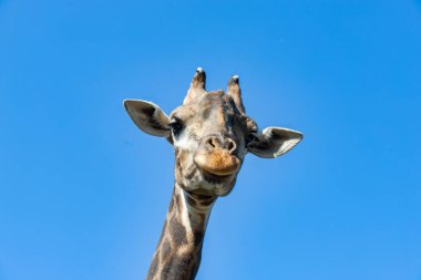 Zürafa kafası gökyüzüne yakın çekim