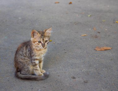 Küçük sokak kedisi. Yaklaş.
